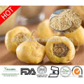 100% Pure natural Maca Extract 4:1 Powder/Maca P.E.10:1 Wholesale